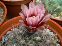 Gymnocalycium glaucum ferrarii JLcoll.1900 ex Falk .jpg